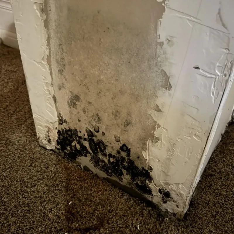 Professional Mold Removal in Adrian, MN